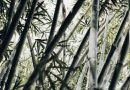 Bambusstrømper – din nye favorit